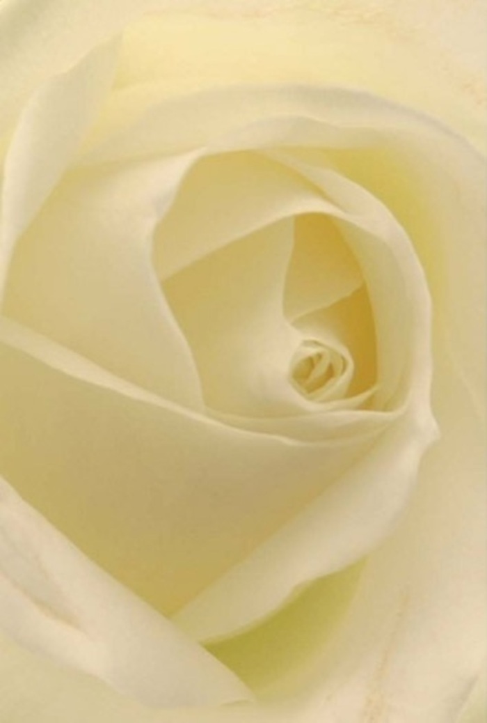 Drawn close to this classic white rose, the eye is greeted by a harmony of creamy tones, each petal layered with subtlety and care, as if absorbing the ambient light from Wanstead's open greens. Shades of pearl, cream, and the faintest hint of gold blend with serene transitions, echoing the tranquil light that filters through Chestnut Avenue on a quiet weekend. At the rose's core, the spiral exudes purity and resilience, an ideal symbol for life's heartfelt moments-be it a romantic offering, a sincere apology, or the focal point of an elegant wedding table in Wanstead. The nuanced interplay of colour and light creates a gentle, luminous effect, drawing attention to the intricate craftsmanship of local florists who understand the language of flowers so well. The imagined scent is fresh and modest, hinting at a peaceful stroll through Wanstead Park after a spring shower. This bouquet embodies the refined emotion and enduring grace that define both the rose and Wanstead itself.